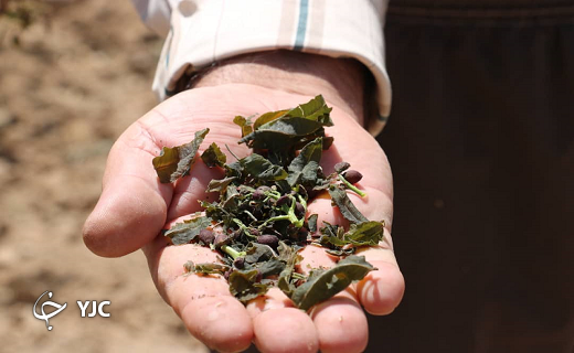 خسارت میلیاردی سرمازدگی به محصولات کشاورزی خاتم+ تصاویر