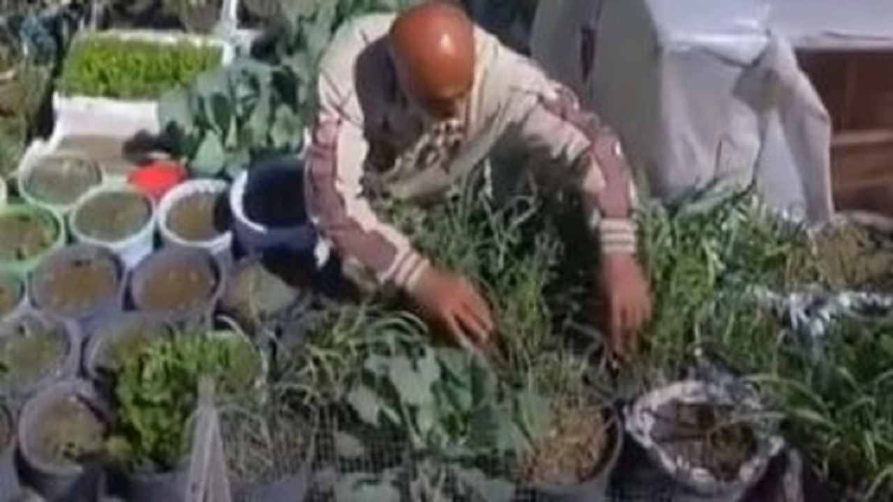 پیرمرد فلسطینی برای امرار معاش، سقف خانه&zwnj;اش را به باغچه تبدیل کرد+ تصاویر