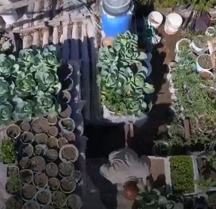 پیرمرد فلسطینی برای امرار معاش، سقف خانه&zwnj;اش را به باغچه تبدیل کرد+ تصاویر