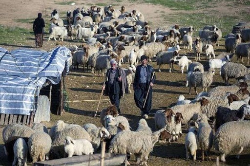 کوچ ۳۰ درصد عشایر خراسان جنوبی به خارج از استان