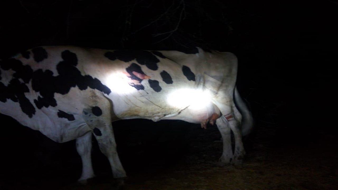 آتش سوزی در یک دامداری واقع در روستای حفار شرقی خرمشهر /مصدومیت یک دختر بچه در این حادثه