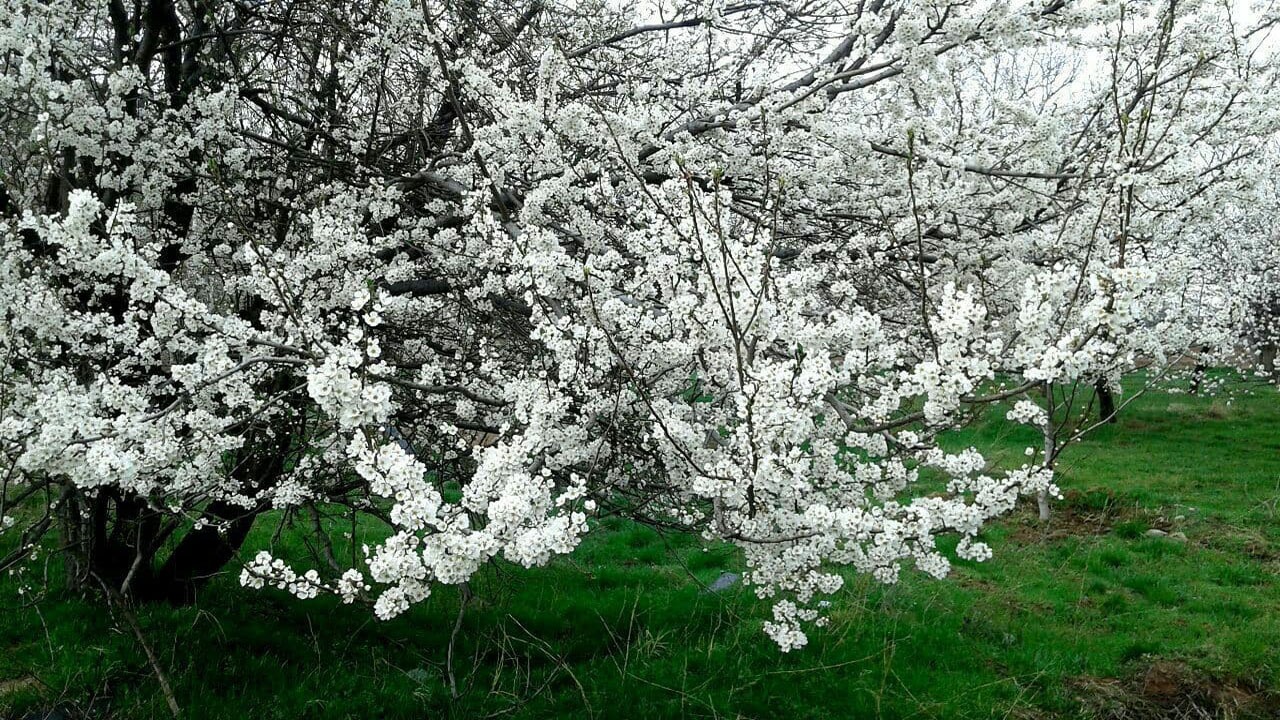 نمایی از طبیعت بهاری در باروق + فیلم و تصاویر
