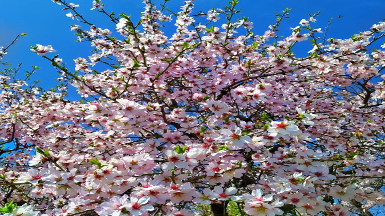شکوفایی درختان در روستای قاضی‌جهان + فیلم و تصاویر