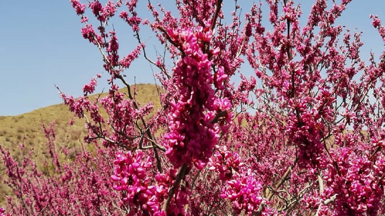 دره ای به رنگ ارغوان