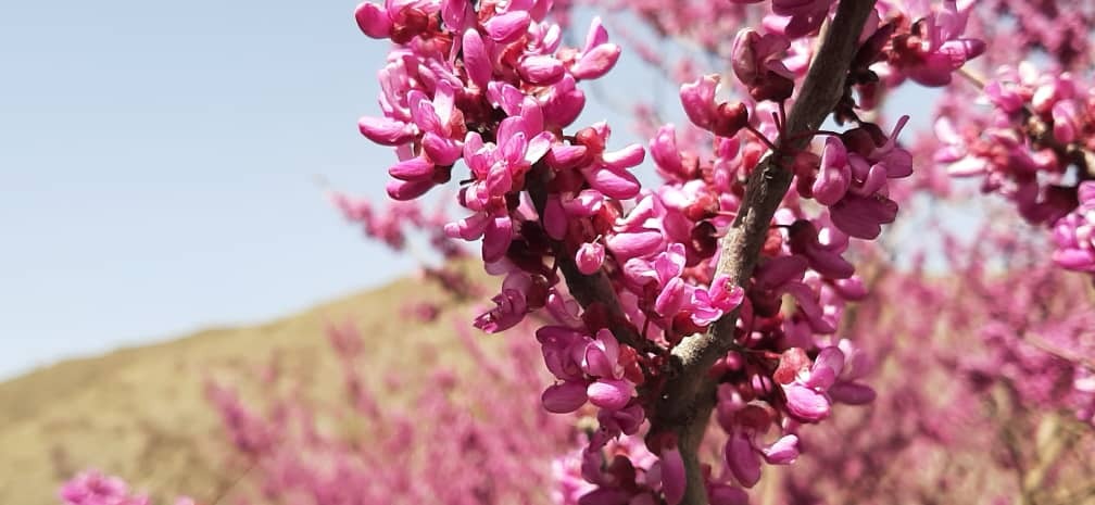 دره ای به رنگ ارغوان