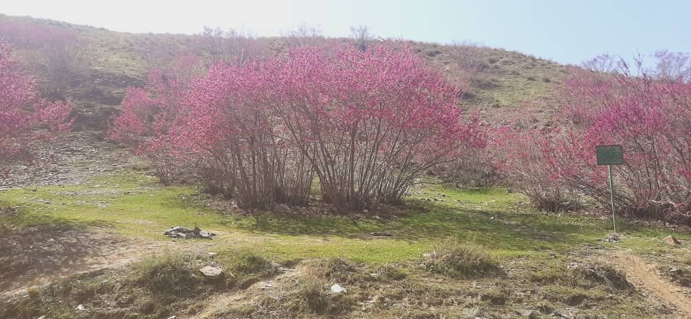 دره ای به رنگ ارغوان