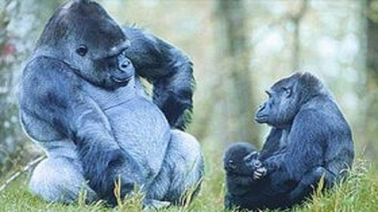 چرا گوریل‌ها به سینه خود مشت می‌زنند؟