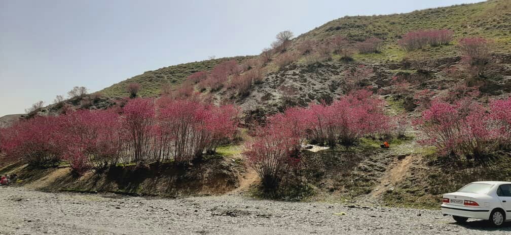 دره ای به رنگ ارغوان + تصاویر