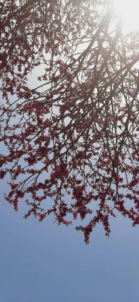 دره ای به رنگ ارغوان + تصاویر