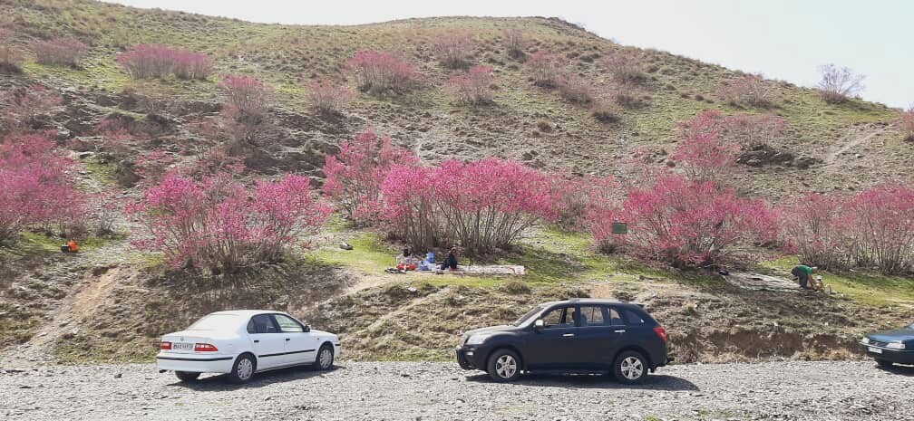 دره ای به رنگ ارغوان + تصاویر