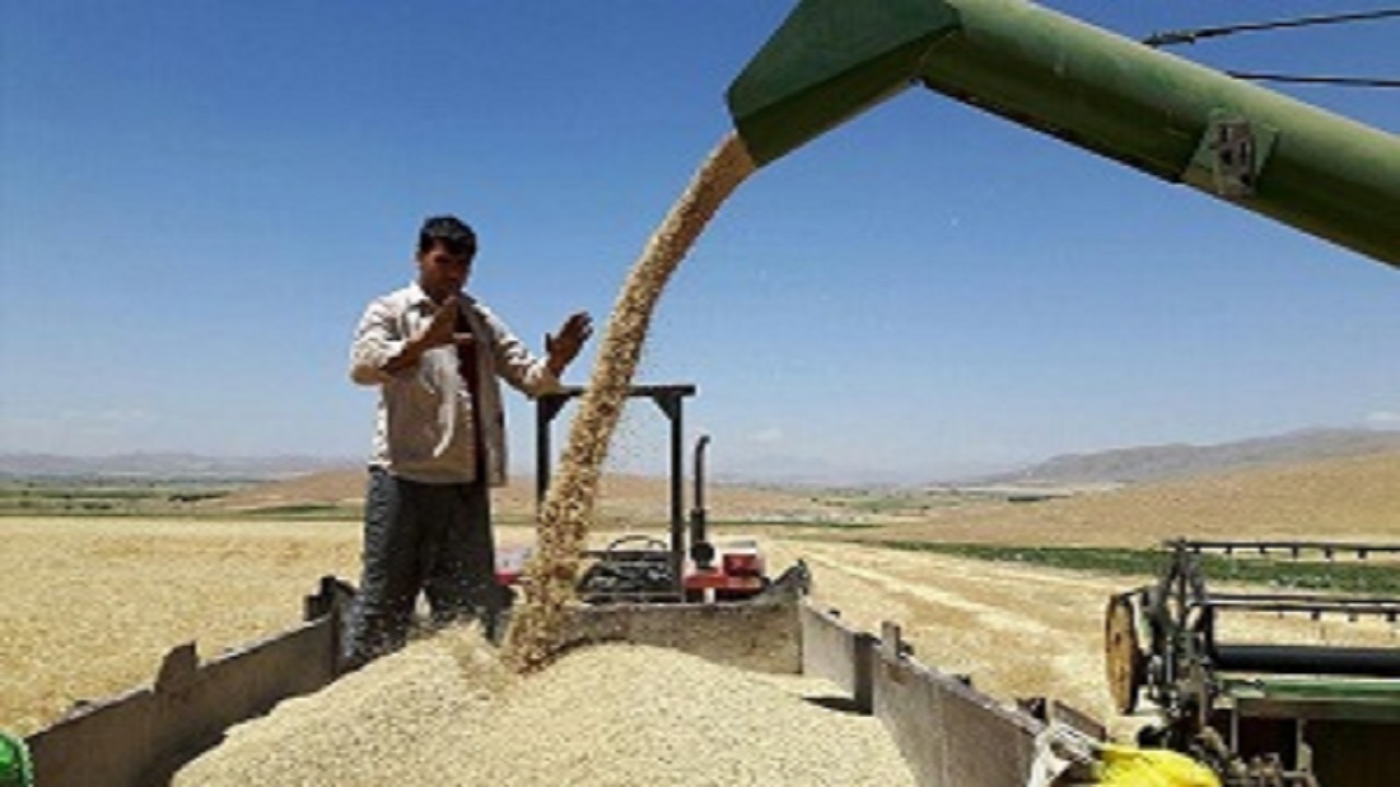 پیش بینی اعتبار برای خرید تضمینی گندم در خوزستان