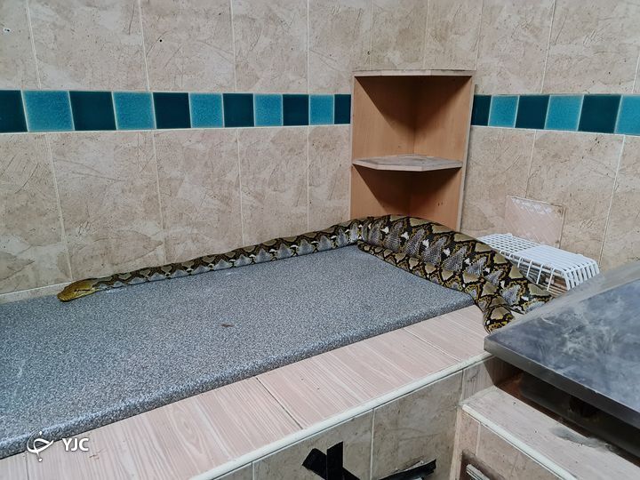 گربه خانگی