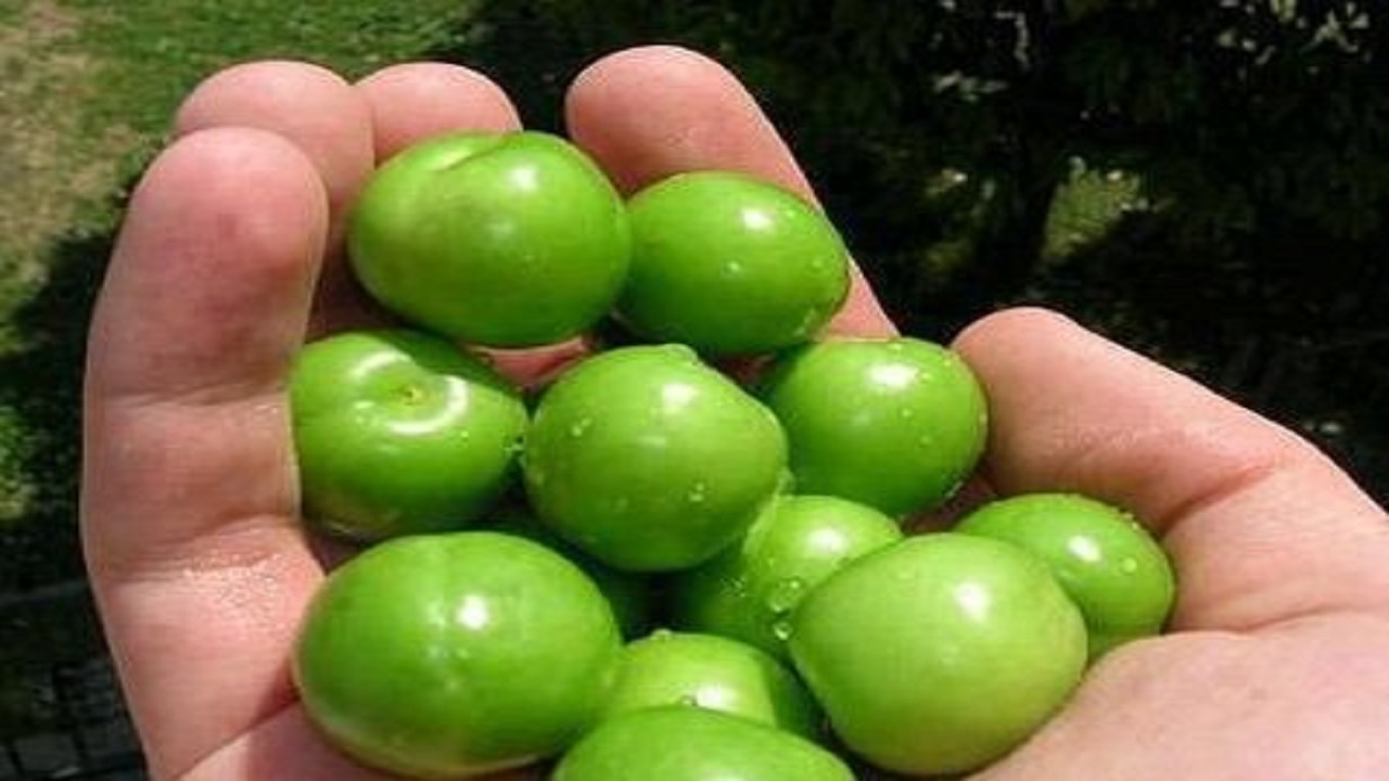 نوبرانه که فقط گوجه‌سبز نیست
