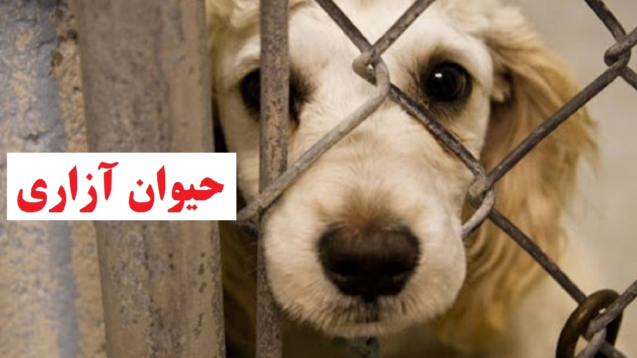حیوان آزار فضای مجازی در آشتیان دستگیر شد