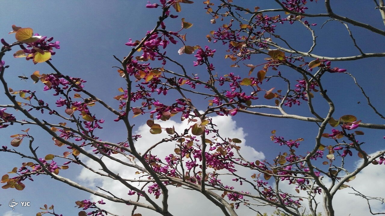 طبیعت زیبای دامنه کوه شلم ایلام+ عکس