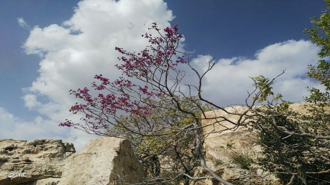 طبیعت زیبای دامنه کوه شلم ایلام+ عکس