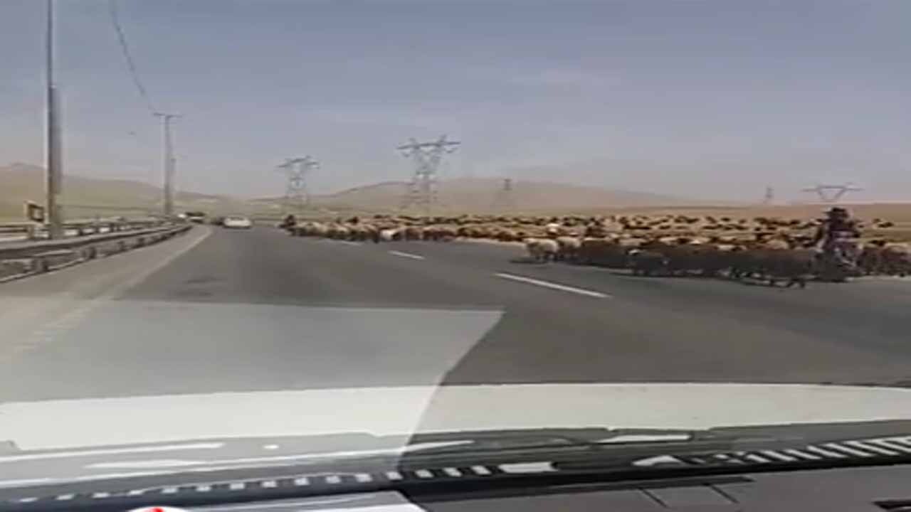 عبور گله گوسفندان از وسط جاده خرم آباد به بروجرد + فیلم