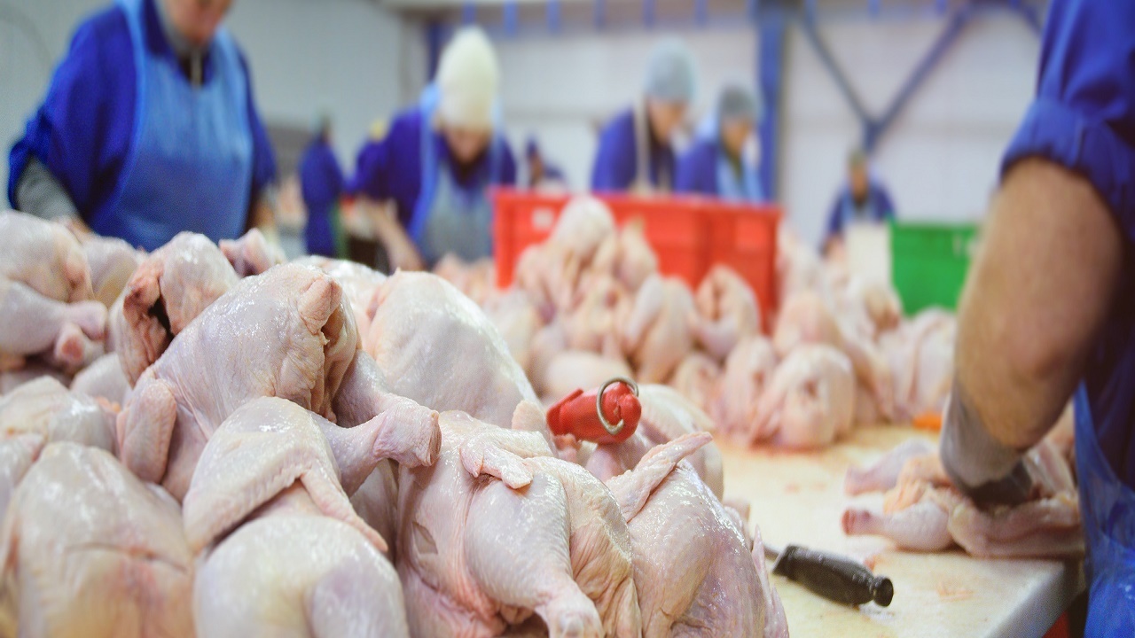 وضعیت توزیع گوشت مرغ در استان بوشهر از فردا بهبود می‌یابد