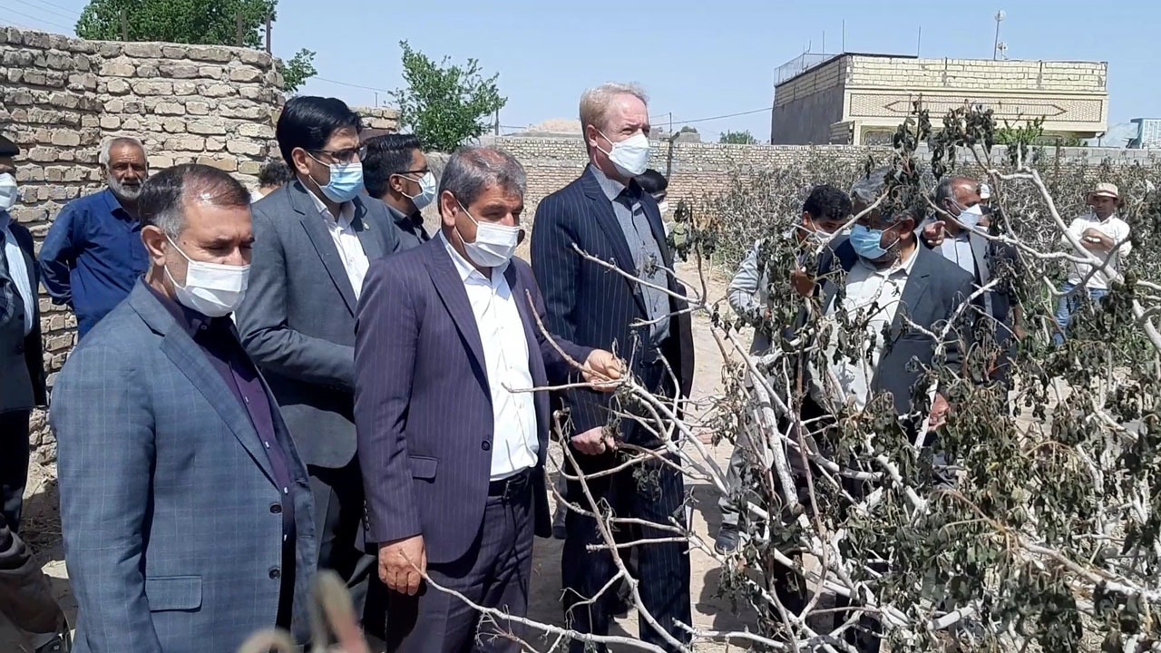 خسارت میلیاردی سرمازدگی به باغ های پسته سیرجان