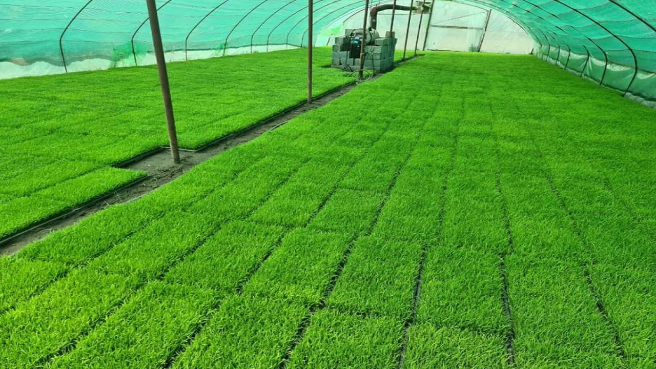 خدمات رسانی ۱۳ بانک نشاء برنج در شهرستان لنگرود