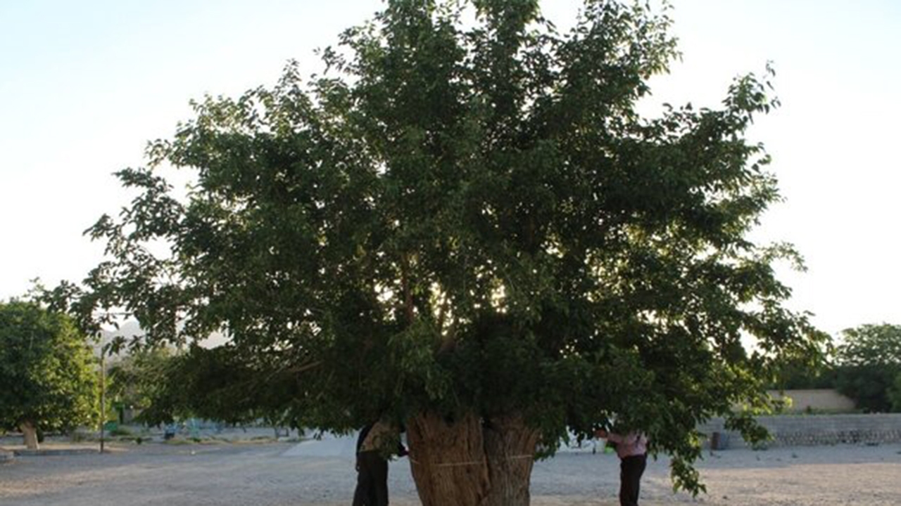 ابلاغ ثبت ملی ۱۳ اثر طبیعی به استاندار فارس