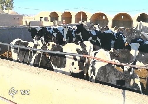 دام&zwnj;ها گرسنه، دامداران ورشکسته / صنعت دامپروری در دام گرانی و کمبود علوفه