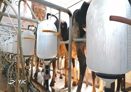 دام&zwnj;ها گرسنه، دامداران ورشکسته / صنعت دامپروری در دام گرانی و کمبود علوفه