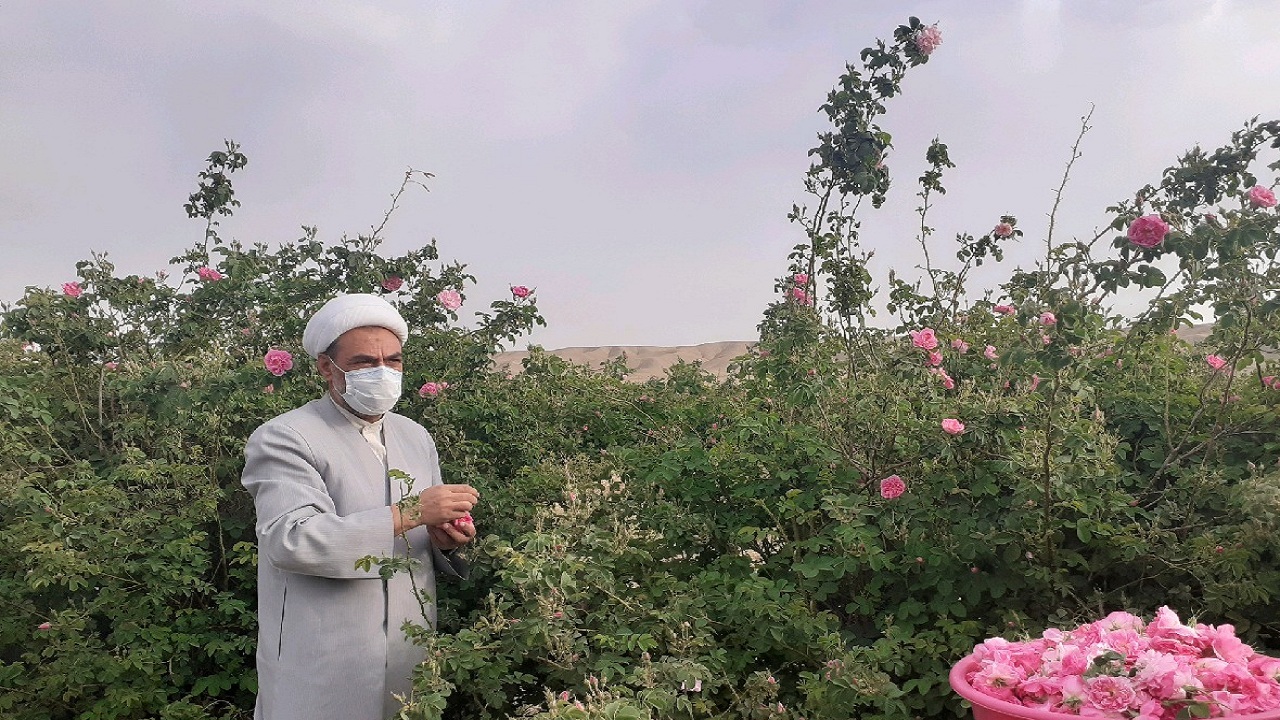 آغاز برداشت گل محمدی از مزرعه موقوفه شوکت آباد
