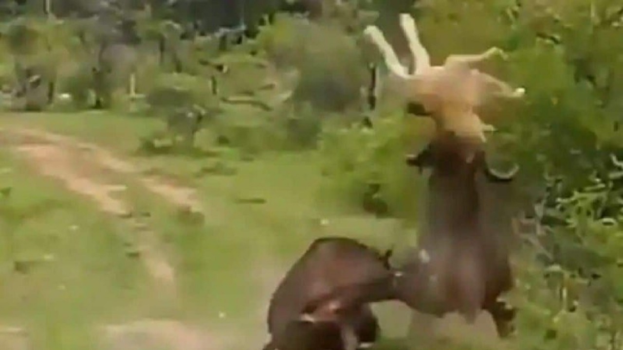 حمله مرگبار بوفالوی خشمگین به شیر!