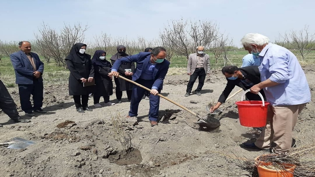 اجرای طرح کشت گل محمدی در ۲ هکتار از روستای اسلام تپه میاندوآب آغاز شد
