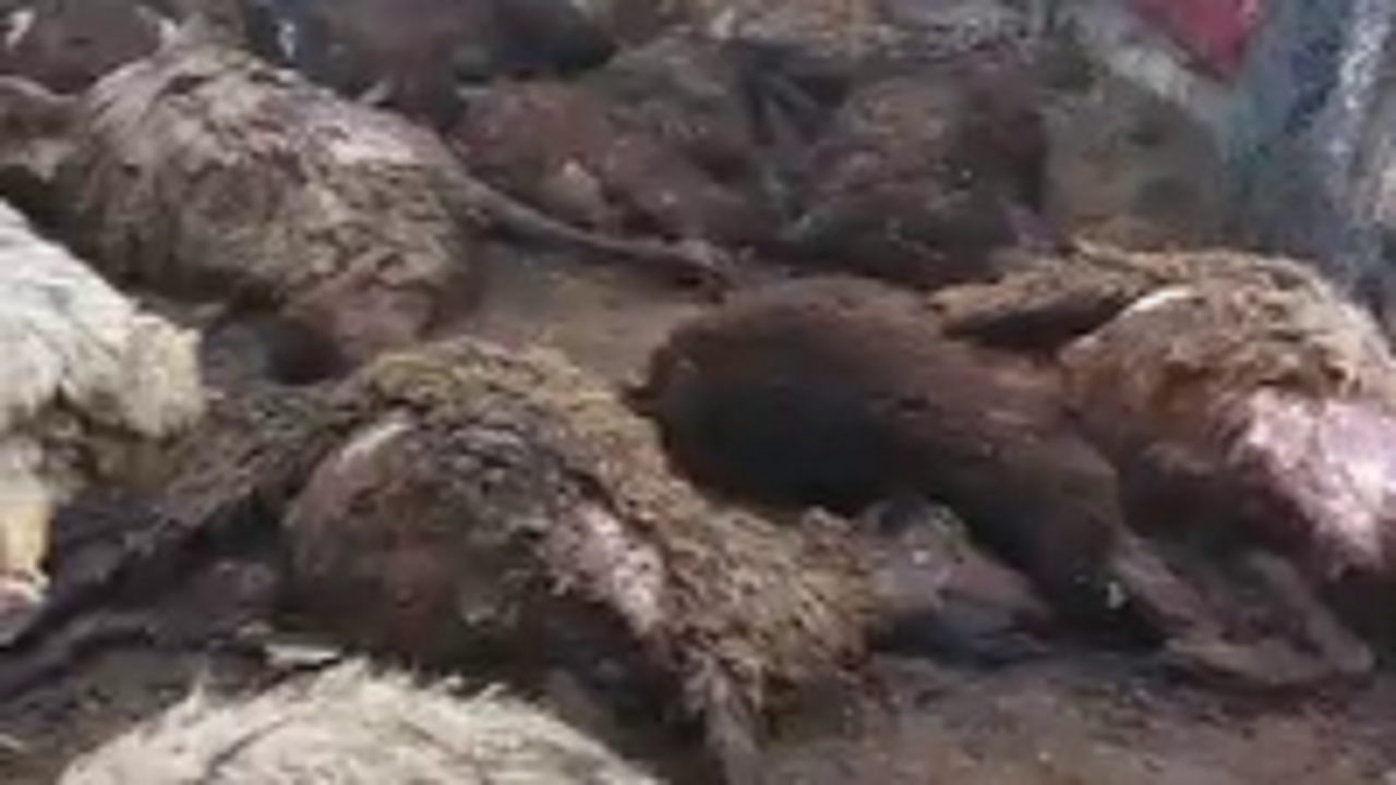 تلف شدن ۴۰ راس ازگوسفندان بر اثر حمله گرگ درترکمنچای میانه