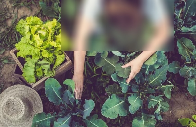 چگونه از باغچه مان بیشترین استفاده را ببریم؟