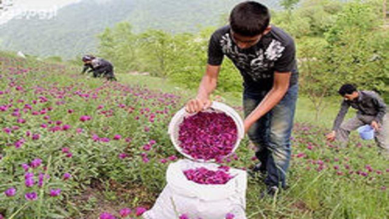 رتبه اول اصفهان در سطح زیر کشت گیاهان دارویی