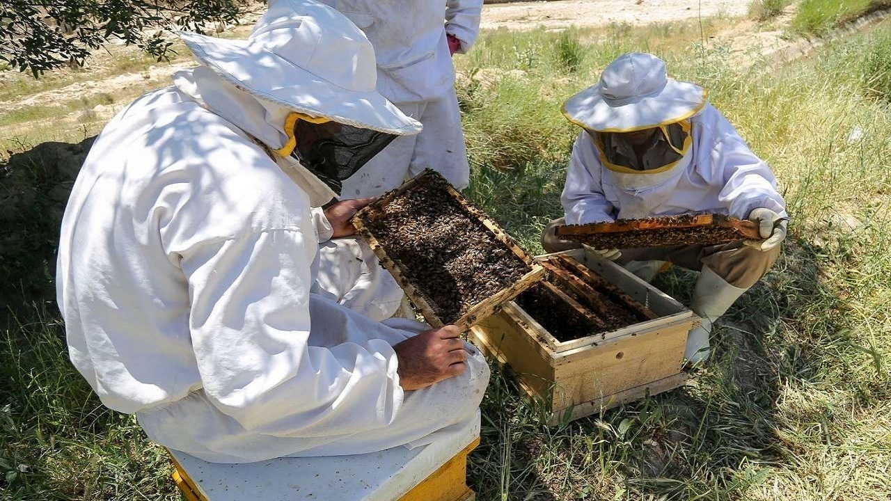 ردپای طلای سیاه در سرزمین طلای سفید/ تب خشکسالی بالا رفت/ ردپای طلای سیاه در سرزمین طلای سفید/ تب خشکسالی بالا رفت/