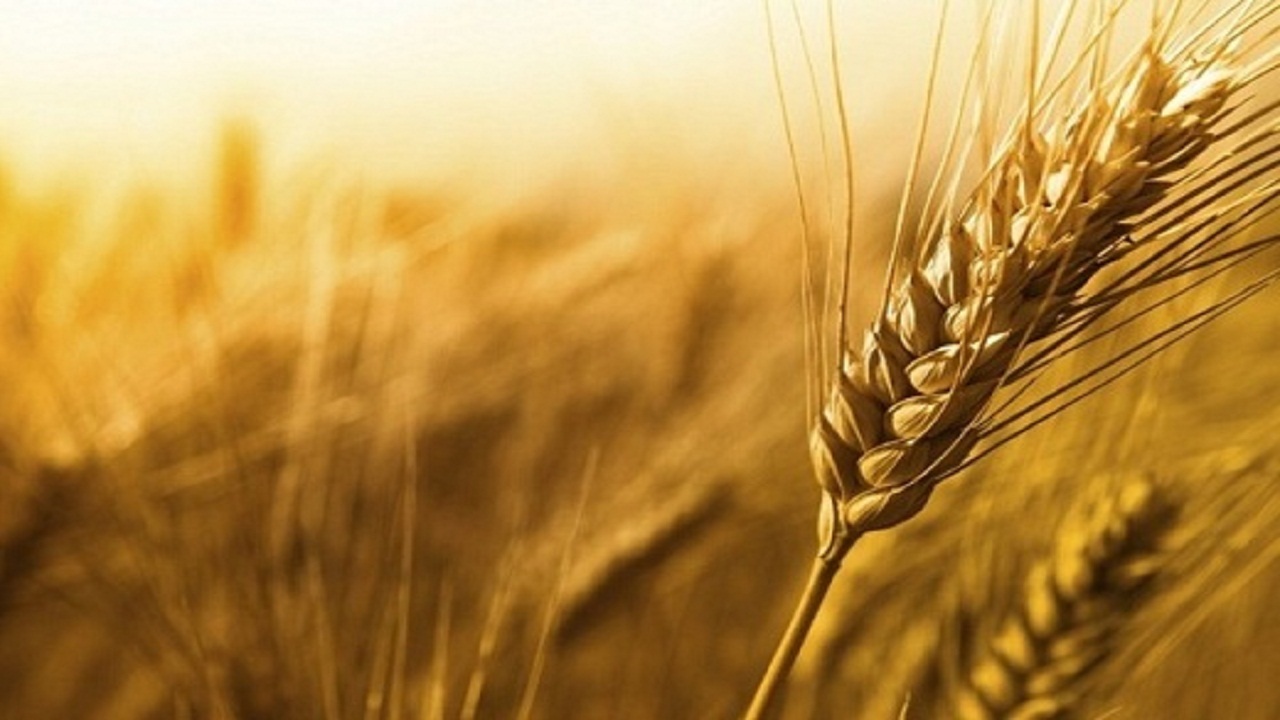 آغوش باز سیلو‌های خوزستان برای ذخیره گندم و کلزا