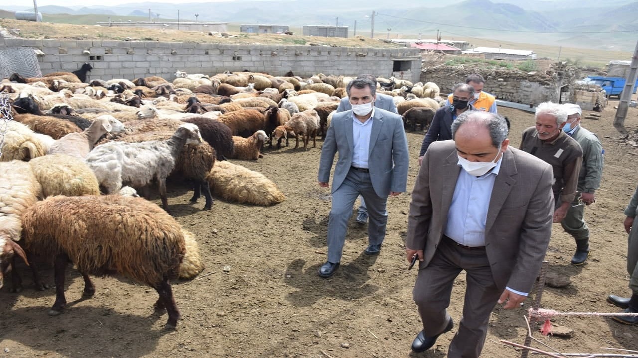 دامپزشکی منطقه انگوت باید تقویت شود