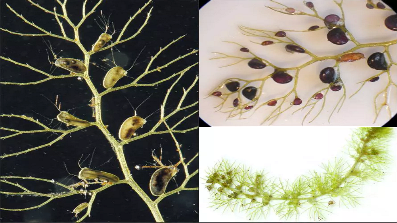 ۶ تله هوشمندانه که توسط گرسنه&zwnj;ترین گیاهان گوشت&zwnj;خوار جهان تنظیم شده است