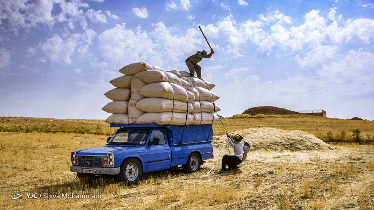 آغاز خرید گندم از سوی تعاون روستایی خوزستان