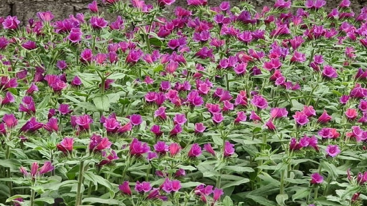 آغاز برداشت گل گاو زبان در روستای آغوزبن کندسر+ تصاویر