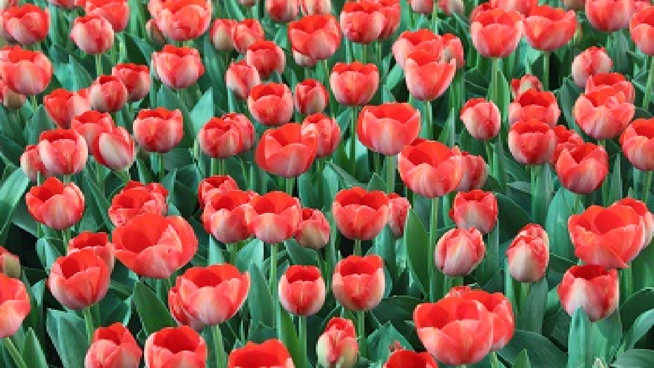کاشت ۱۰ هزار گل لاله در منطقه دو تهران