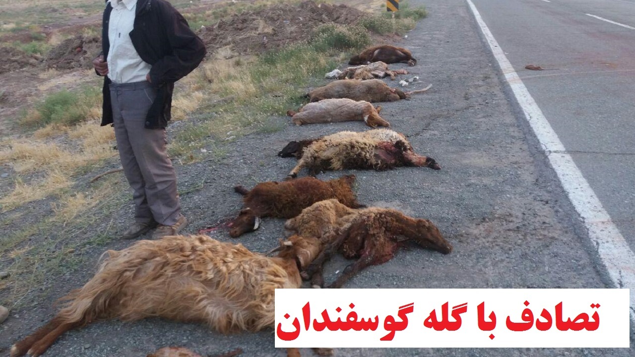 تاکسی به گله گوسفندان فراهان زد