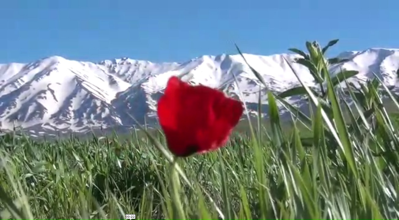 طبیعت دلنواز اطراف روستای دره ابراهیم نهاوند