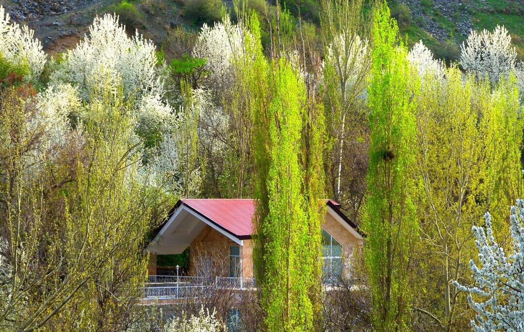 شکوفه&zwnj;های بهاری در ازغد روستایی در شهر طرقبه