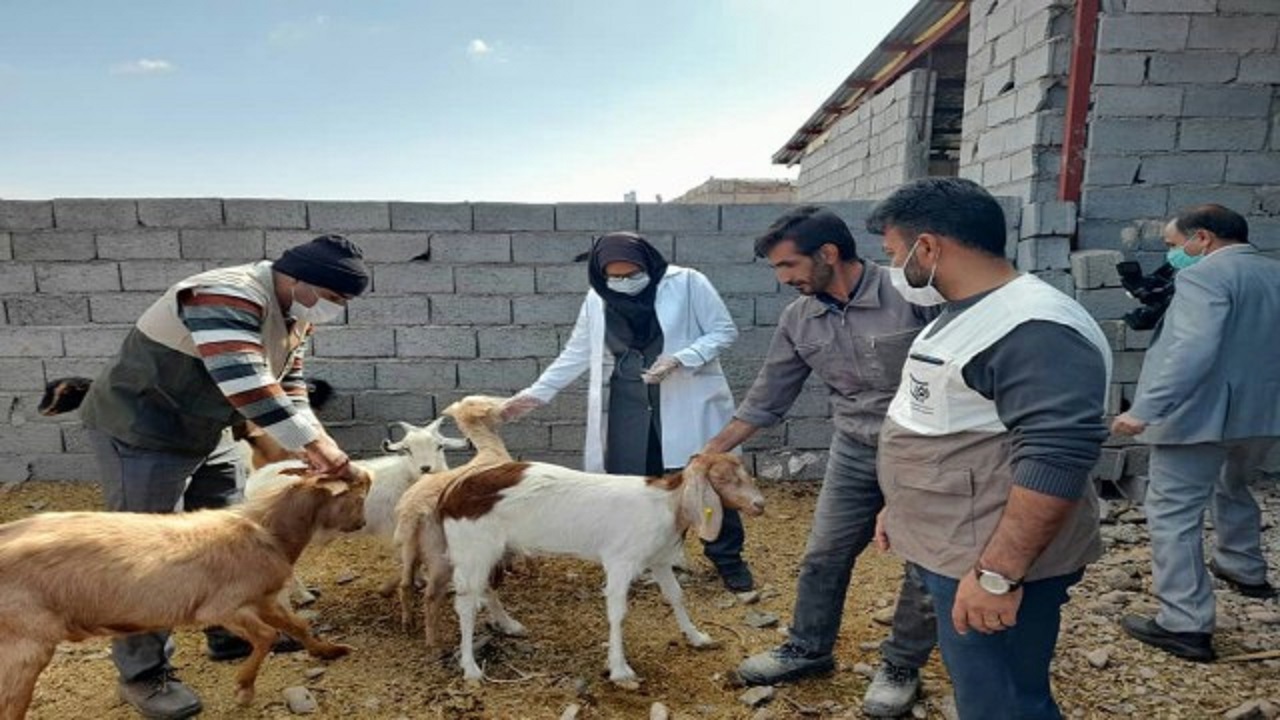 واکسیناسیون رایگان پی پی آر دام‌های مناطق حفاظت شده اسدآباد آغاز  شد