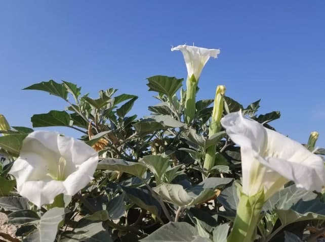 ۱۵ گلی که در شب شکوفا می&zwnj;شوند