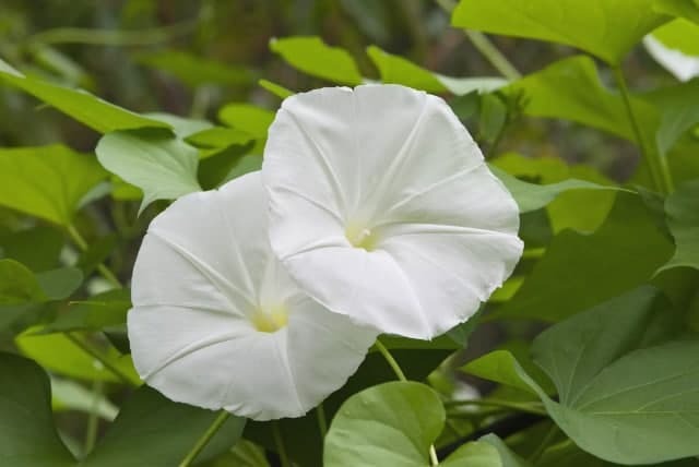 ۱۵ گلی که در شب شکوفا می&zwnj;شوند