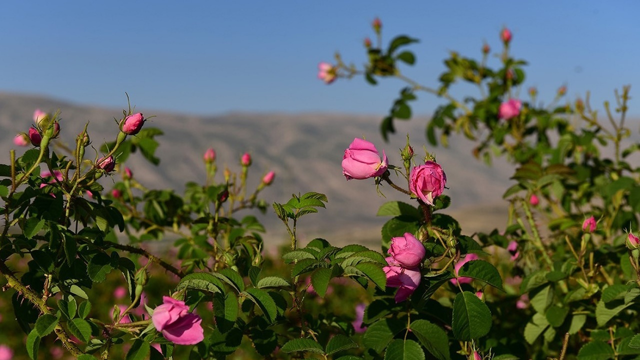آغاز برداشت گل محمدی از گلستان‌های راور