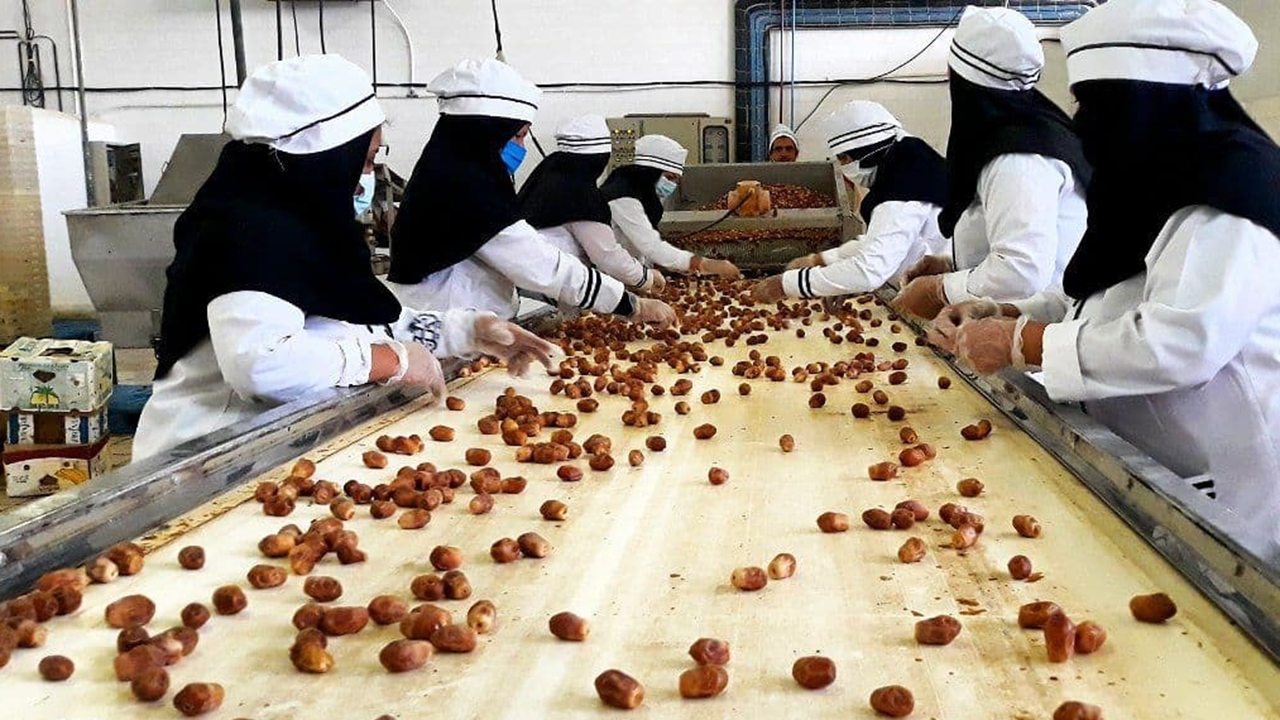 فعالیت ۸۳۸ واحد فرآوری با ۵۸۷۴ تن جذب ماده خام در فارس