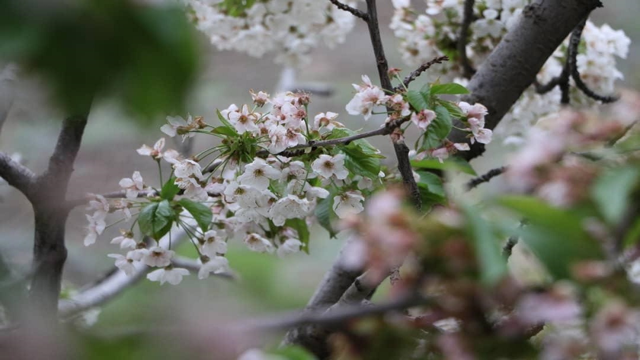 هشتمین جشنواره شکوفههای گیلاس در روستای زشک هشتمین جشنواره شکوفههای گیلاس در روستای زشک