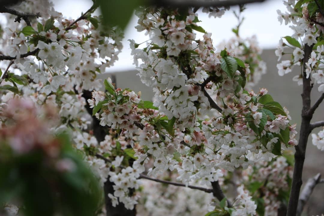 هشتمین جشنواره شکوفههای گیلاس در روستای زشک هشتمین جشنواره شکوفههای گیلاس در روستای زشک